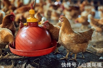 科技除臭，綠色養殖 豬糞雞糞有機肥與家禽養殖環境的一體化解決方案
