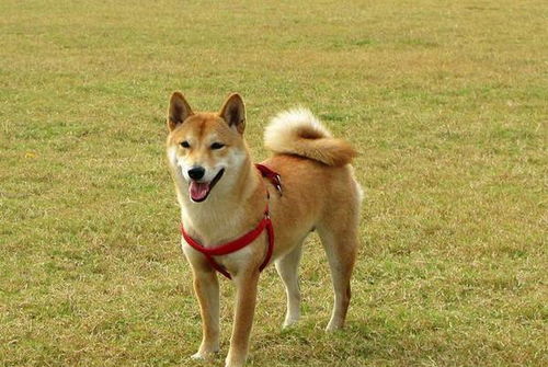 掉毛大戶(hù)不止薩摩耶！這些寵物狗掉的毛，真能開(kāi)“紡織廠”