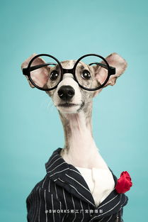 熊工廠寵物攝影 在站酷ZCOOL遇見(jiàn)大白的萌熊世界