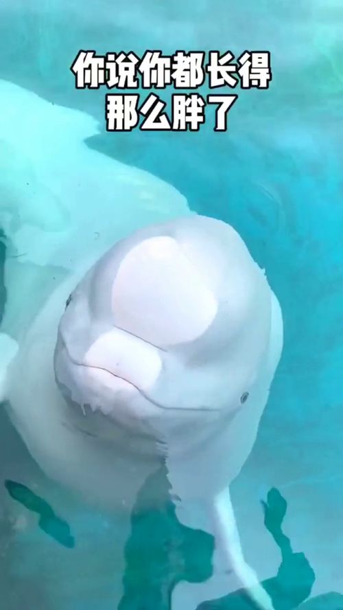 當寵物也有小脾氣 從“大白鯨吐口水”看另類寵物養(yǎng)護