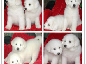 王者風(fēng)范，品質(zhì)之選——雙血統(tǒng)大白熊犬基地直銷(xiāo)