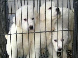 成都專(zhuān)業(yè)犬舍出售健康三月齡大白熊幼犬，公母齊全并附健康保障協(xié)議