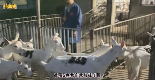 透明工藝，安心之選 谷登大白寵物羊奶，開(kāi)啟國(guó)內(nèi)寵物食品新標(biāo)準(zhǔn)