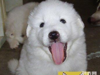 CKU精品大白熊犬 天津基地實(shí)地選購(gòu)，安心帶回家