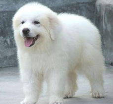 無(wú)錫大白熊犬購(gòu)買(mǎi)指南 渠道、價(jià)格與健康須知