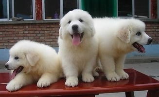 南京專業(yè)犬舍實體店 健康大白熊幼犬，質(zhì)保三月贈用品簽協(xié)議