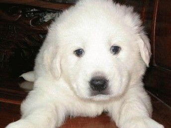 尋覓溫暖陪伴 武漢純種大白熊犬寶寶，健康有保障