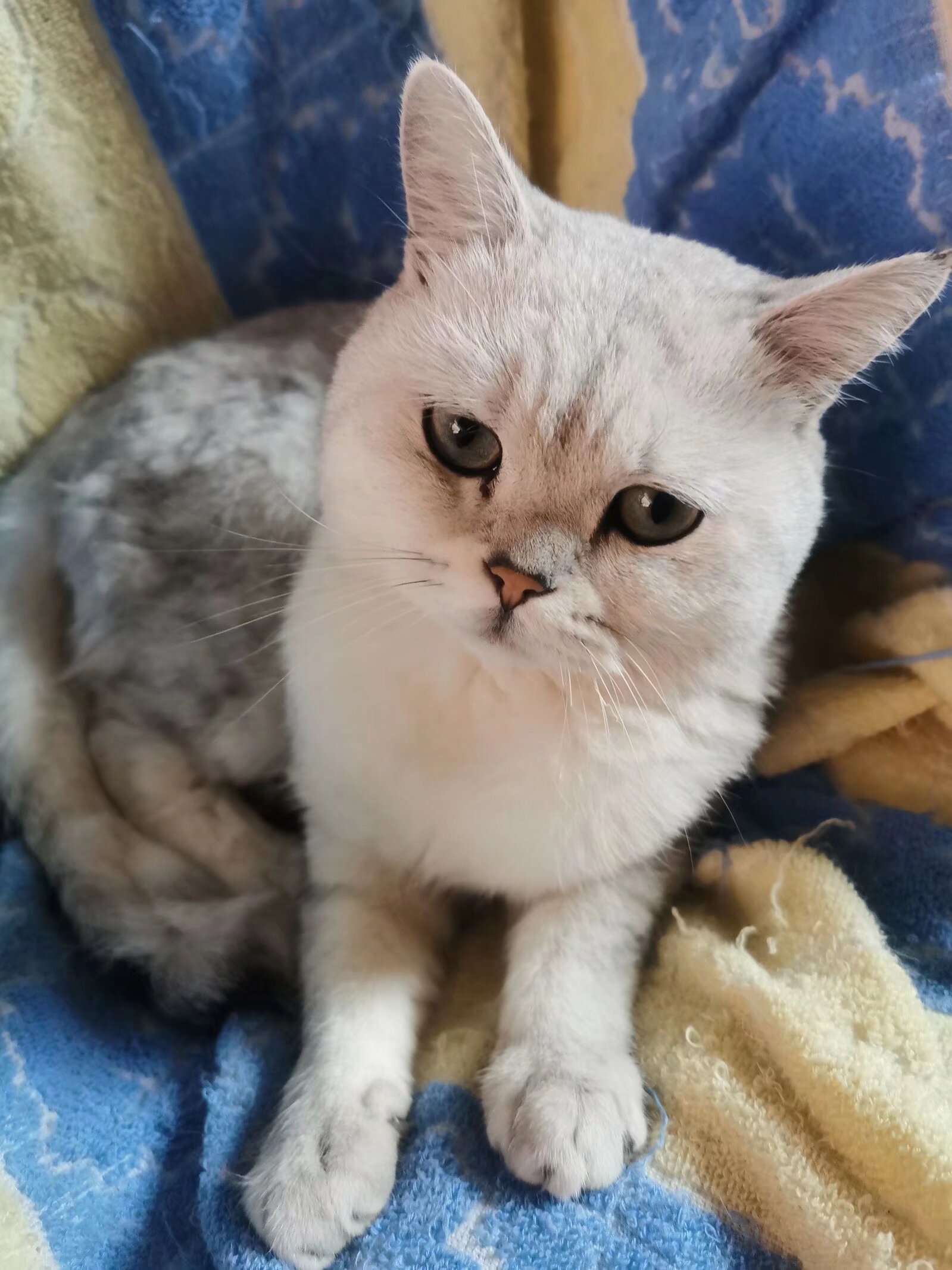 大白，你在哪里？——一個月的等待與尋找